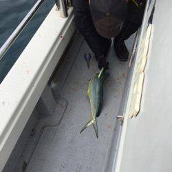 シーモンキー 釣果