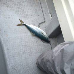 シーモンキー 釣果