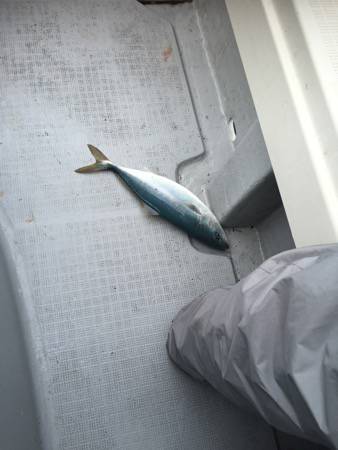 シーモンキー 釣果