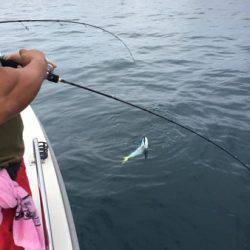 シーモンキー 釣果