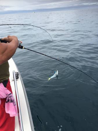 シーモンキー 釣果