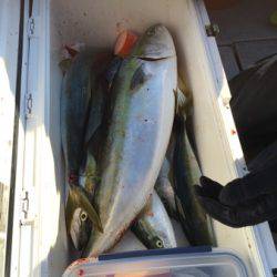 シーモンキー 釣果