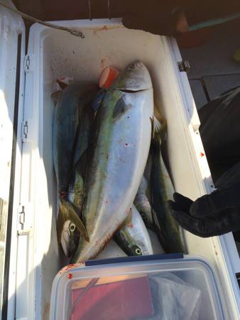 シーモンキー 釣果