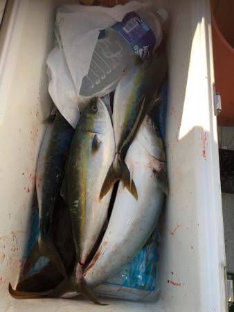 シーモンキー 釣果