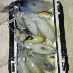 恵比寿丸（兵庫） 釣果