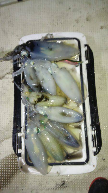 恵比寿丸（兵庫） 釣果