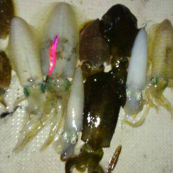 恵比寿丸（兵庫） 釣果