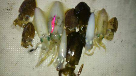 恵比寿丸（兵庫） 釣果