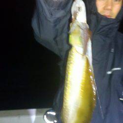 恵比寿丸（兵庫） 釣果