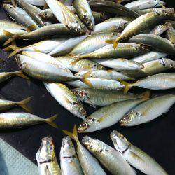 恵比寿丸（兵庫） 釣果