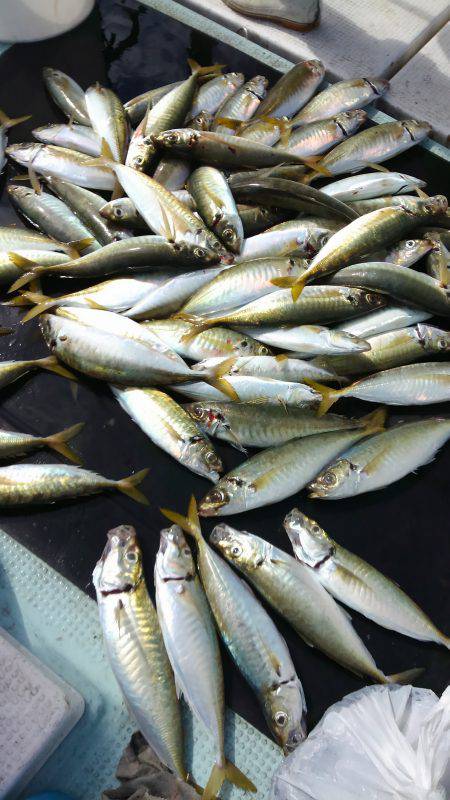 恵比寿丸（兵庫） 釣果