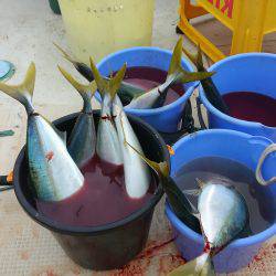 恵比寿丸（兵庫） 釣果