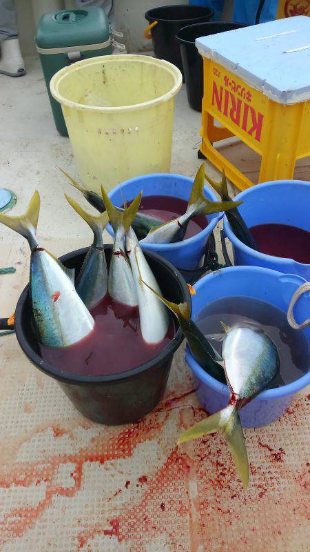 恵比寿丸（兵庫） 釣果