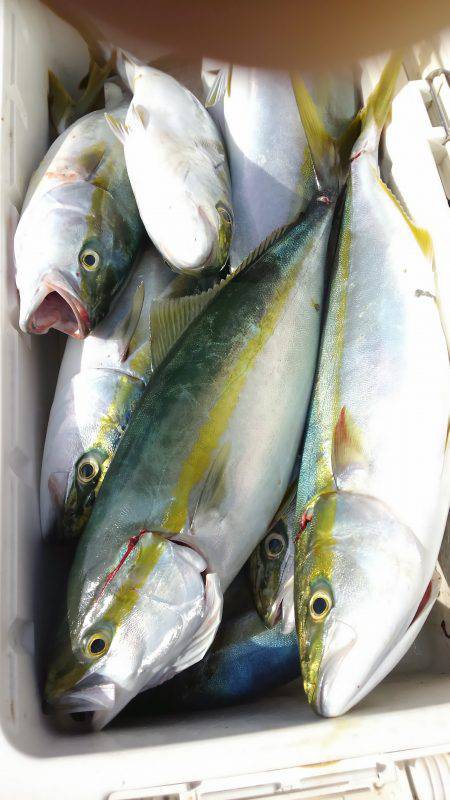 恵比寿丸（兵庫） 釣果