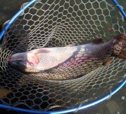 朝霞ガーデン 釣果