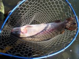 朝霞ガーデン 釣果