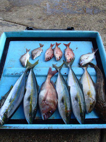 久六釣船 釣果