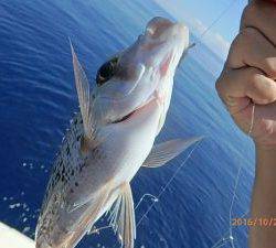 クルーザーフィッシングトムトム 釣果