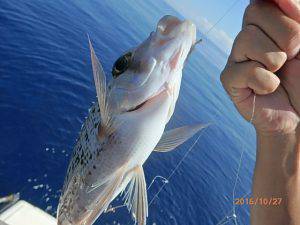 クルーザーフィッシングトムトム 釣果