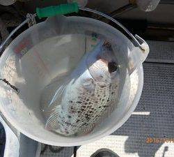 クルーザーフィッシングトムトム 釣果