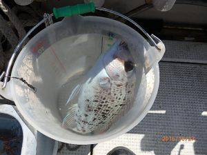 クルーザーフィッシングトムトム 釣果