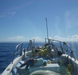ことぶき丸 釣果