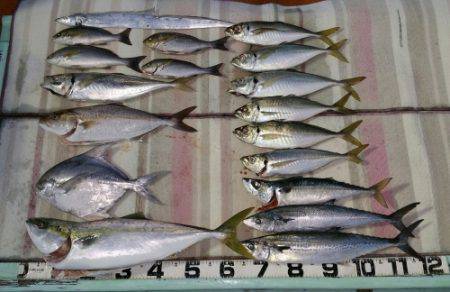 火遠理丸（ほおりまる） 釣果