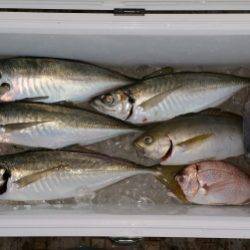 火遠理丸（ほおりまる） 釣果