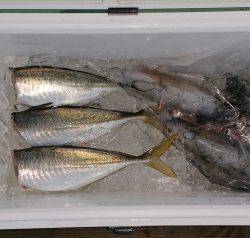 火遠理丸（ほおりまる） 釣果