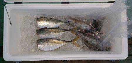 火遠理丸（ほおりまる） 釣果