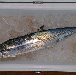 火遠理丸（ほおりまる） 釣果