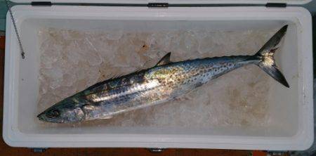 火遠理丸（ほおりまる） 釣果