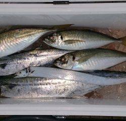 火遠理丸(ほおりまる) 釣果