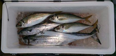 火遠理丸（ほおりまる） 釣果