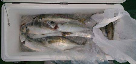 火遠理丸(ほおりまる) 釣果