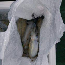 火遠理丸(ほおりまる) 釣果