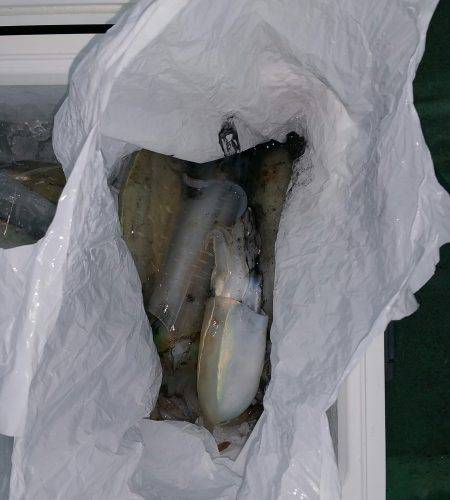 火遠理丸(ほおりまる) 釣果