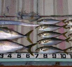 火遠理丸（ほおりまる） 釣果