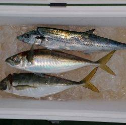 火遠理丸(ほおりまる) 釣果