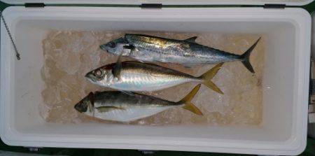 火遠理丸(ほおりまる) 釣果