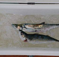 火遠理丸(ほおりまる) 釣果