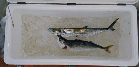 火遠理丸(ほおりまる) 釣果