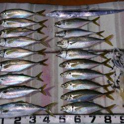 火遠理丸（ほおりまる） 釣果