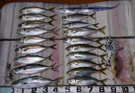 火遠理丸（ほおりまる） 釣果