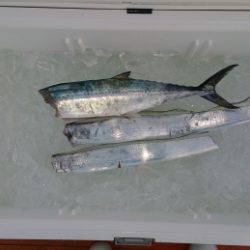 火遠理丸(ほおりまる) 釣果