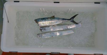 火遠理丸(ほおりまる) 釣果