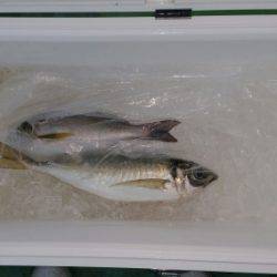 火遠理丸(ほおりまる) 釣果