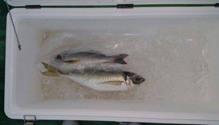 火遠理丸(ほおりまる) 釣果