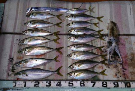 火遠理丸（ほおりまる） 釣果