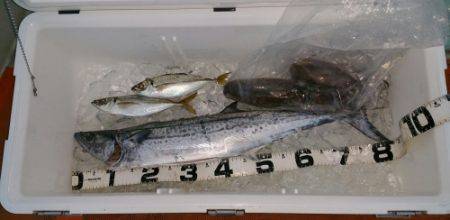 火遠理丸（ほおりまる） 釣果